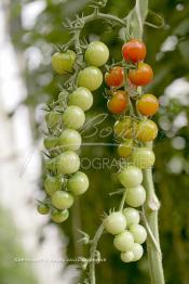 Image du Maroc Professionnelle de  Avec l'introduction des cultures sous abris serres, la région de Dakhla est devenue en très peu de temps célèbre pour ces productions de fruits et légumes destinés à l’export.  Sous d’immenses serres, la production des tomates en grappes bénéficie d’un climat phénoménalement ensoleillé, tempéré et régulier, Mardi 21 Novembre 2006. (Photo / Abdeljalil Bounhar)